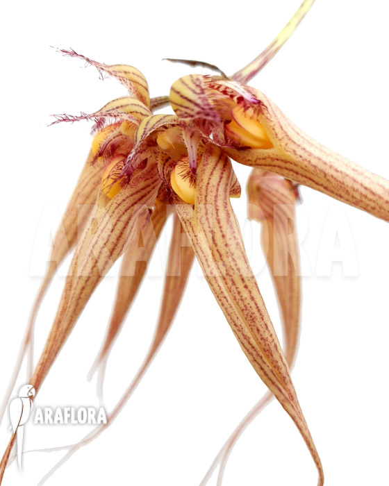 Bulbophyllum ‘Louis Sander’
