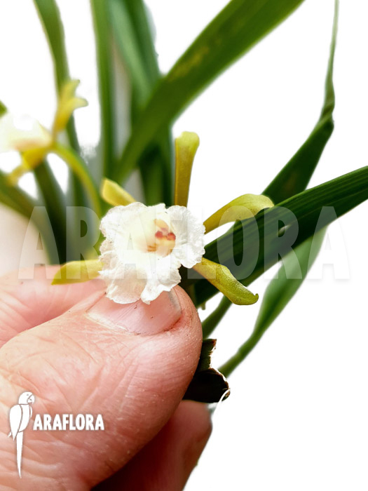 Cischweinfia-parva-5