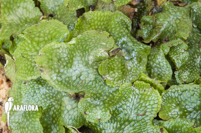 Conocephalum conicum