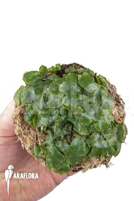 Conocephalum conicum