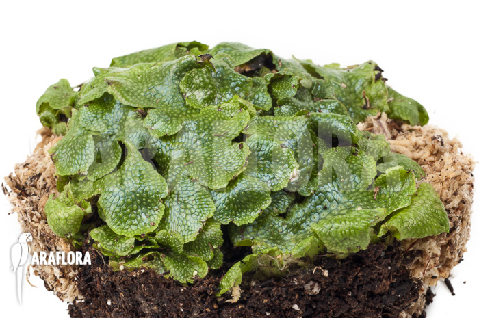 Conocephalum conicum