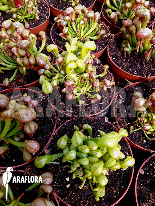 Darlingtonia californica Long Fang Starter