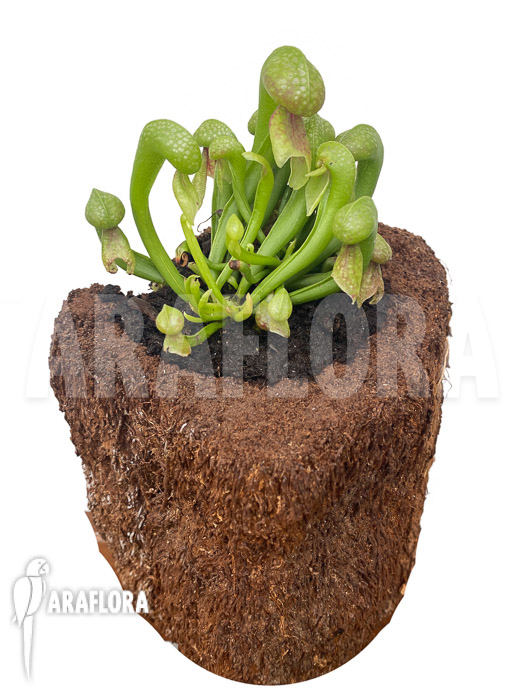 Darlingtonia californica ‘M’ Type B