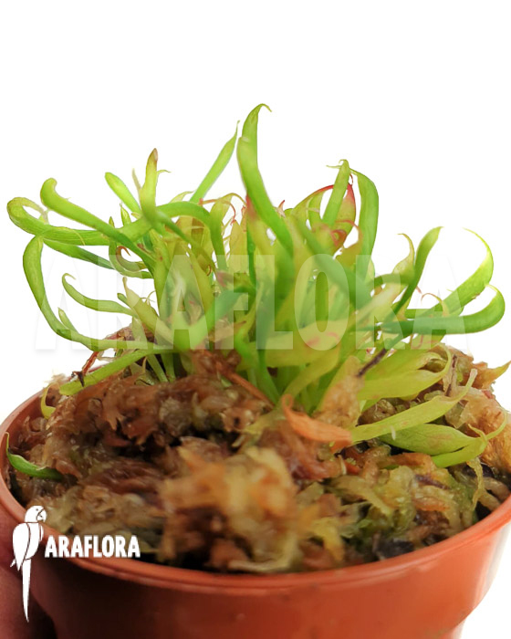 Darlingtonia californica Type B starter