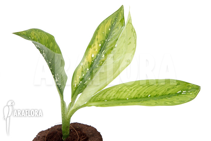 Dieffenbachia hybrid (Crocodile) M