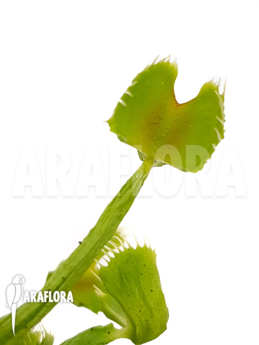 Dionaea muscipula ‘Splash’