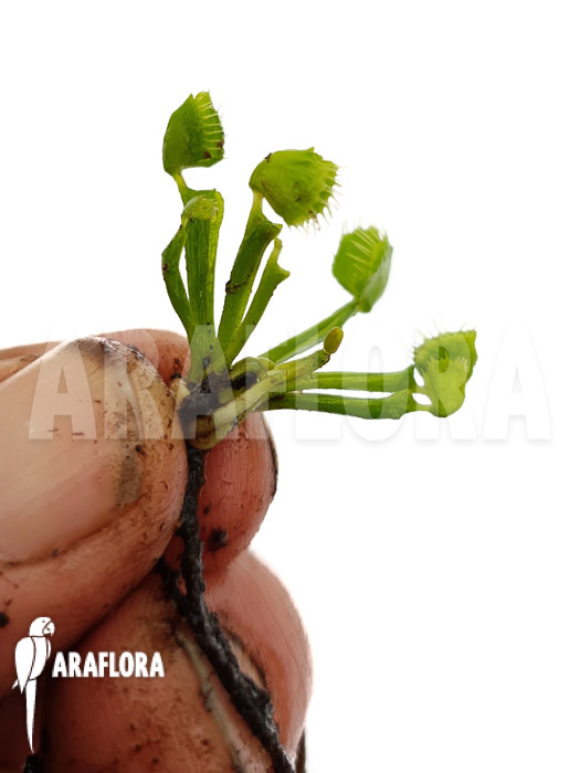 Dionaea muscipula ‘Splash’ ‘Medium’