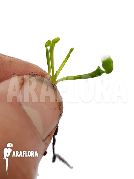 Dionaea muscipula ‘Splash’ ‘Starter’