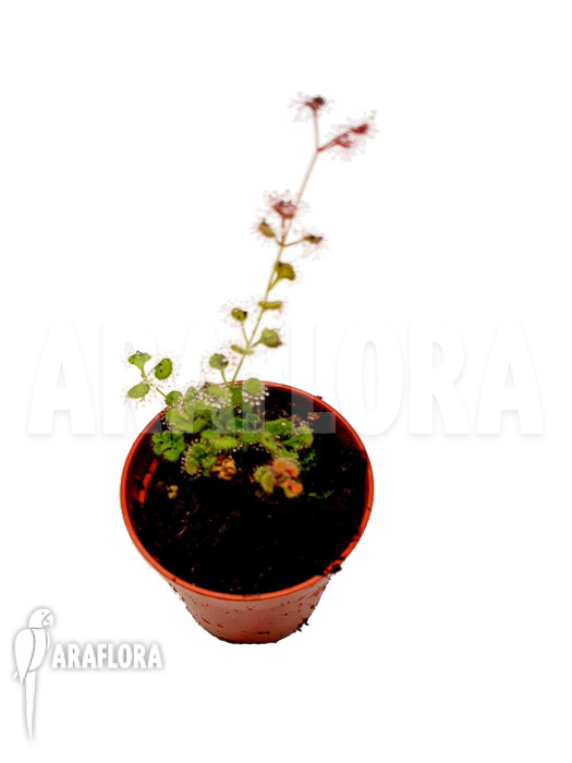 Drosera aff stolonifera