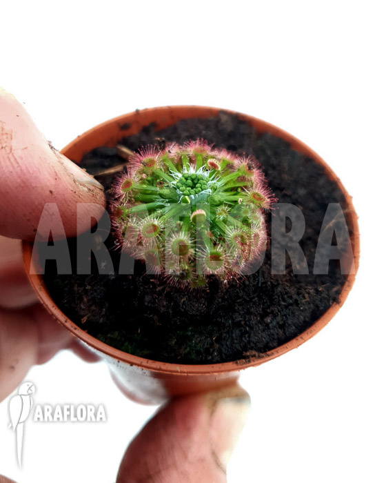 Drosera callistos