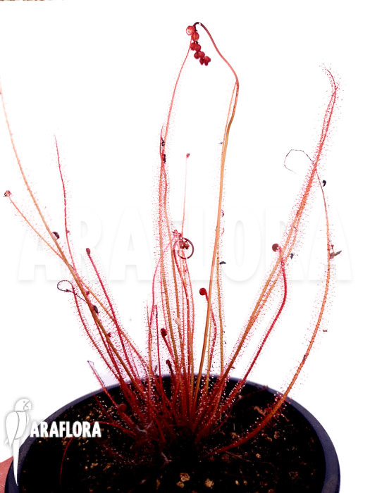 Drosera filiformis var. tracyi