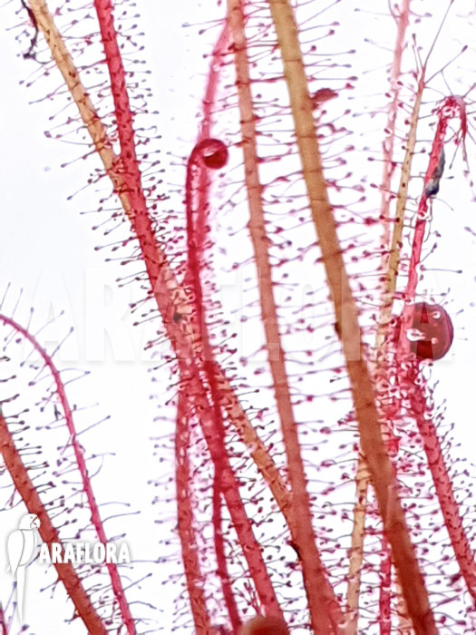 Drosera filiformis var. tracyi