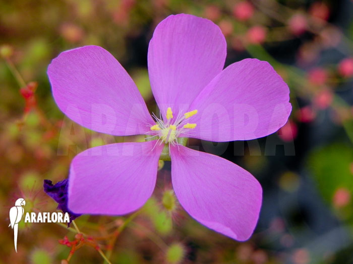 Drosera-menzeisii-7