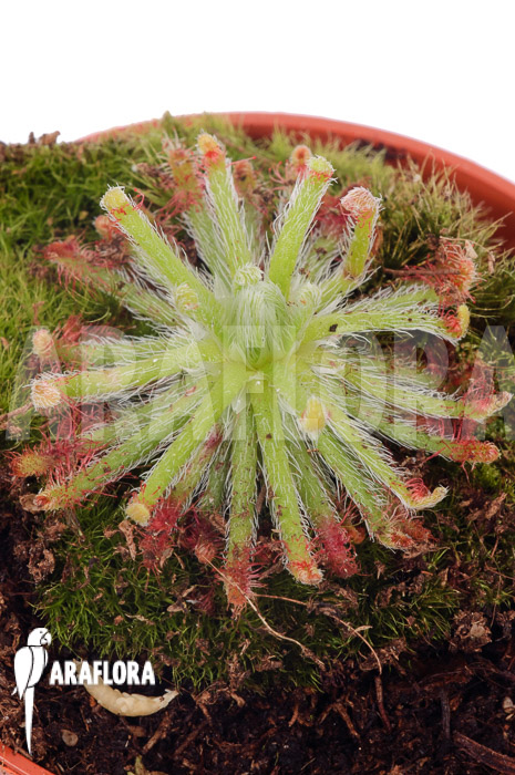 Drosera neocaledonica