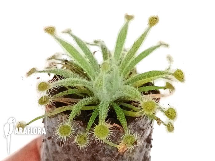 Drosera ordensis ‘starter’
