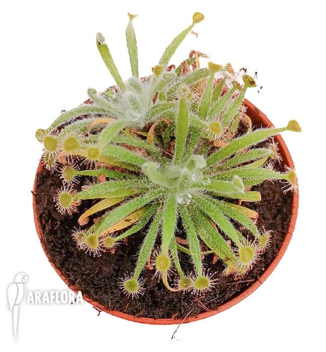Drosera ordensis ‘starter’