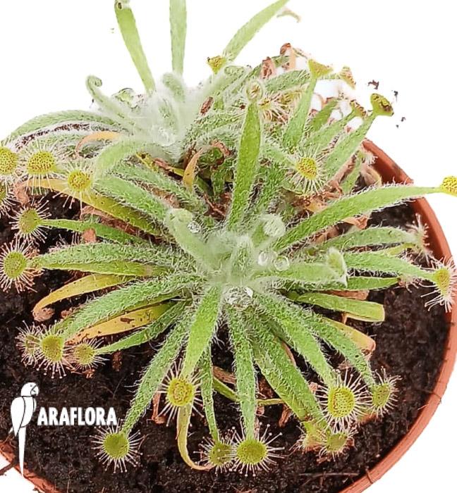 Drosera ordensis ‘starter’