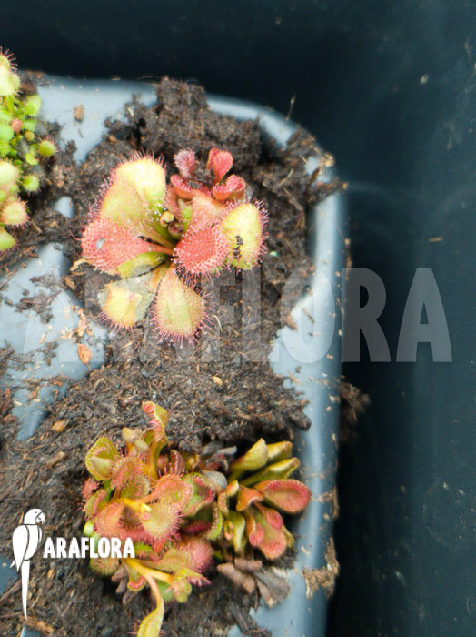 Drosera praefolia