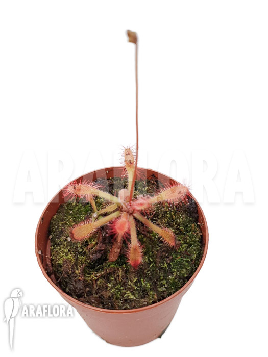 Drosera riparia