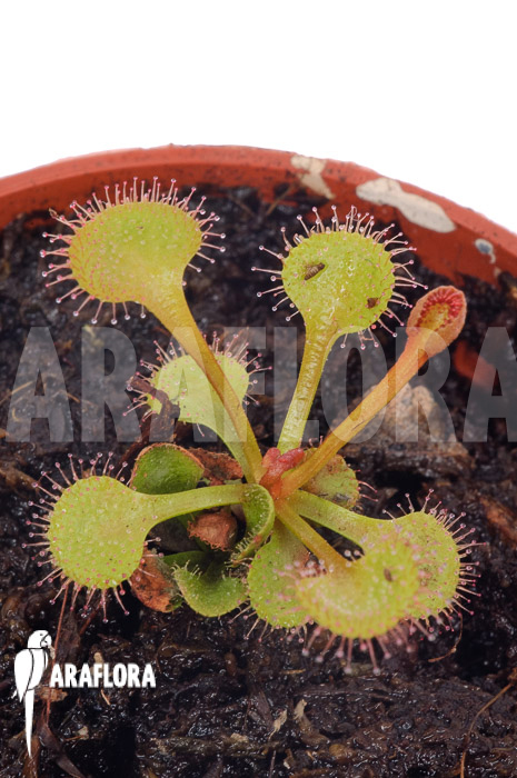 Drosera rupicola ‘S’