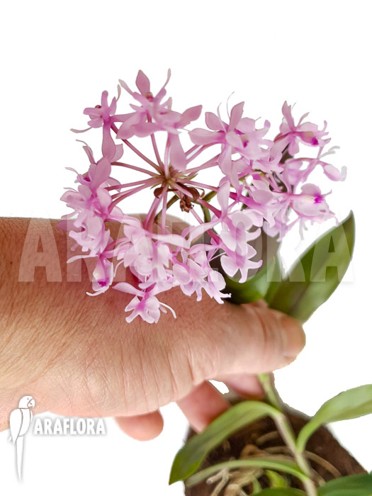 Epidendrum Anika Hassinger