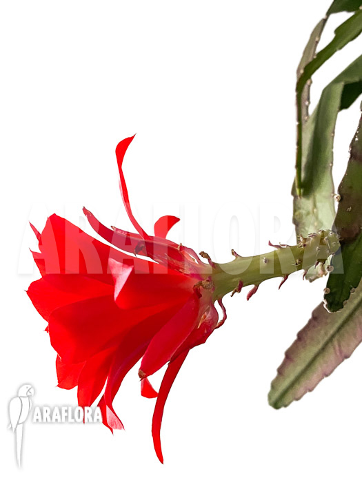 Epiphyllum ackermannii