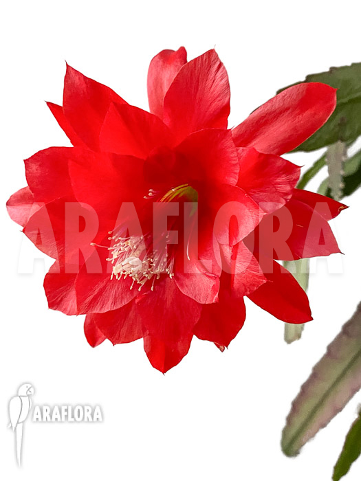 Epiphyllum ackermannii