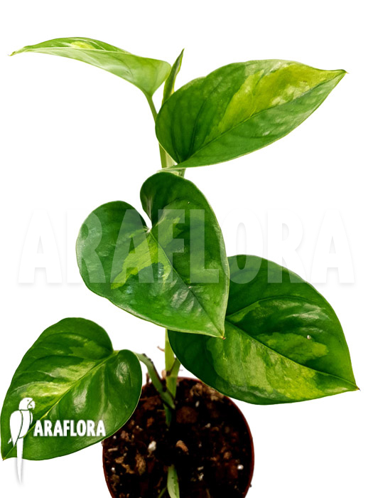 Epipremnum aureum ‘Global Green’ starter