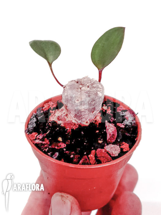 Eriosperma cooperii ‘L’