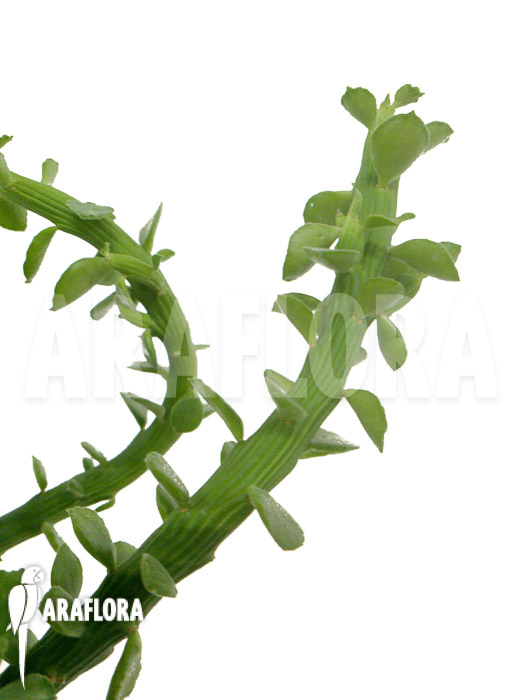 Euphorbia ellenbeckii