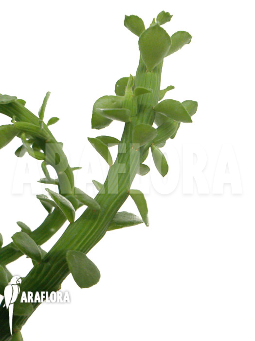 Euphorbia ellenbeckii