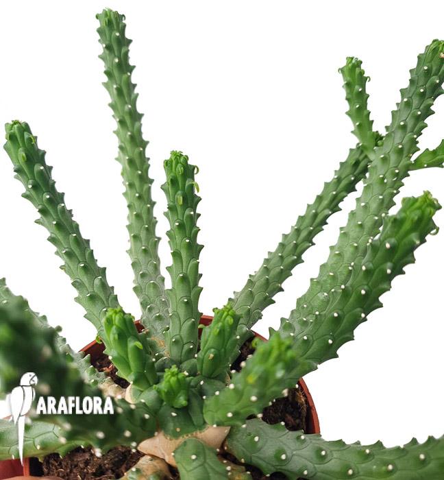 Euphorbia inermis