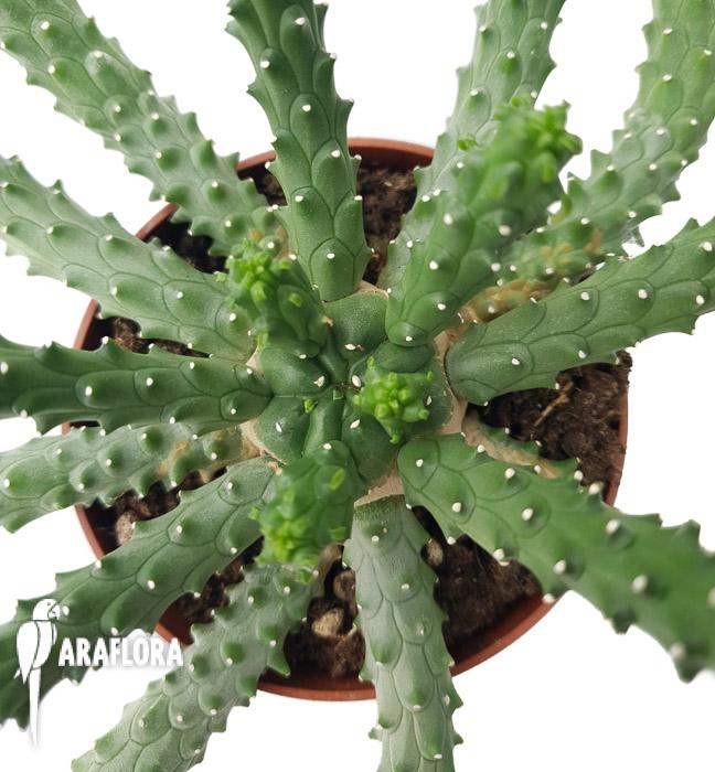 Euphorbia inermis
