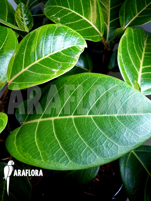 Ficus altissima var ‘Starter’