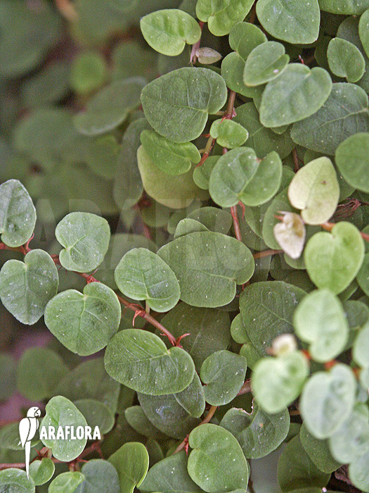 Ficus pumila ‘S’