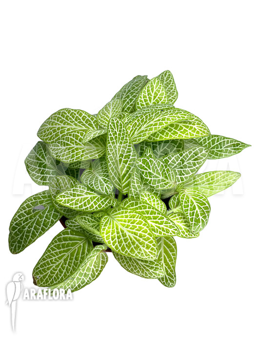 Fittonia ‘joly lemon’