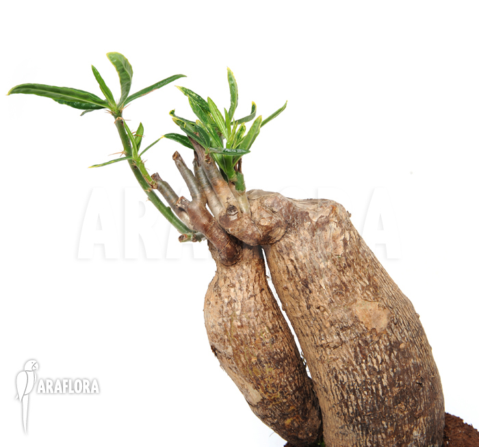 Fockea edulis ‘M’