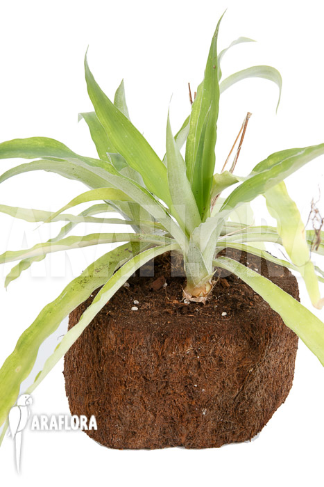 Fosterella penduliflora