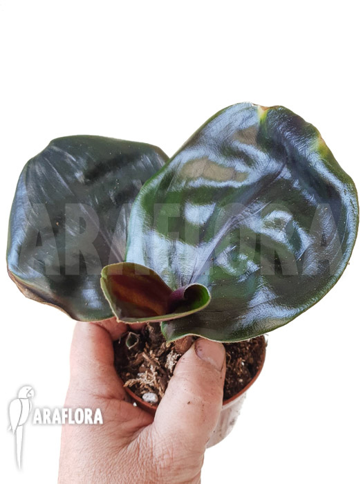 Geogenanthus ciliatus