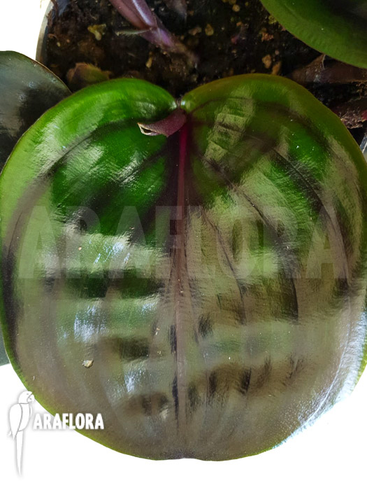 Geogenanthus ciliatus