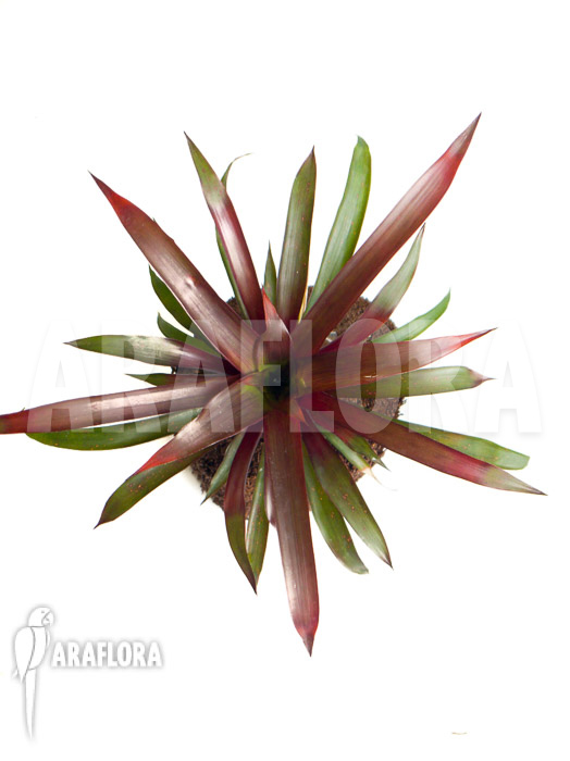 Guzmania x Revolution