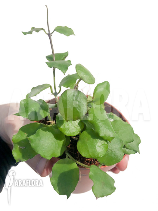 Hoya endauensis ‘leafcutting’