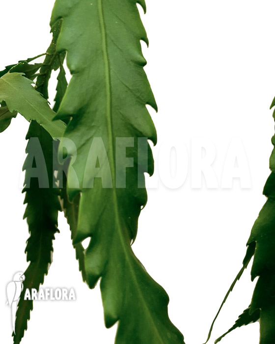 Lepismium houlletianum var. Regnellii