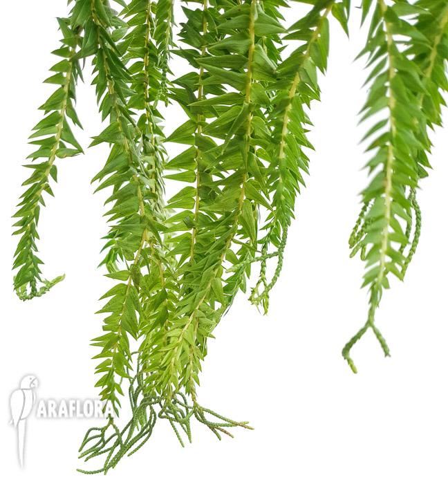 Lycopodium phlegmaria