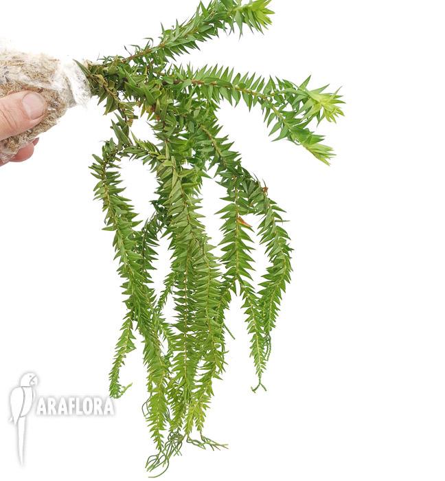 Lycopodium phlegmaria