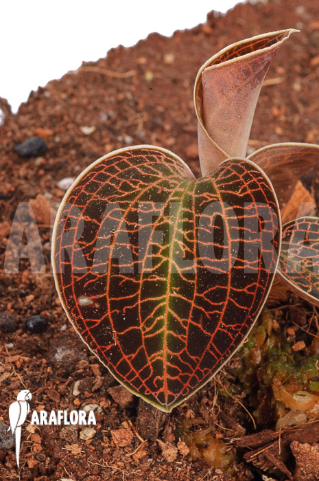 Macodes sanderiana x limii