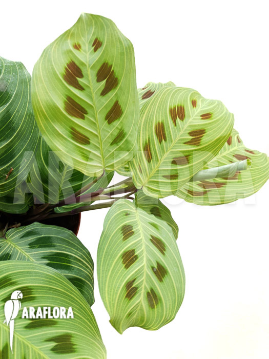 Maranta leuconeura var ‘Fantasy’