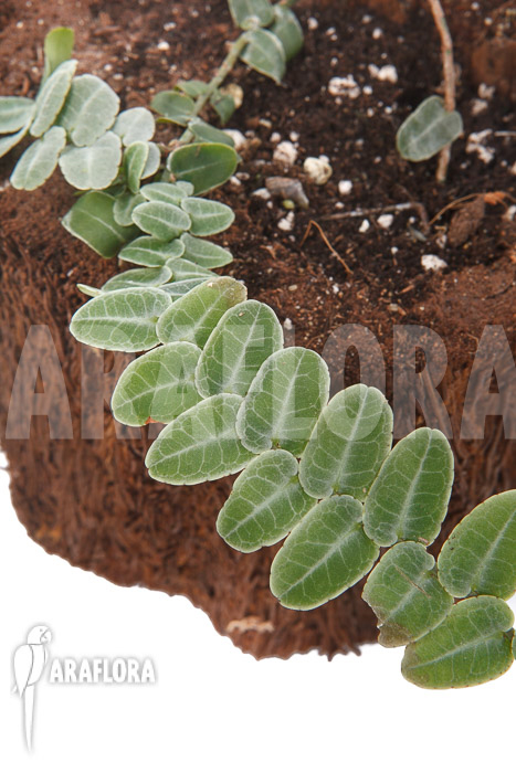 Marcgravia-rectifolia-white-2