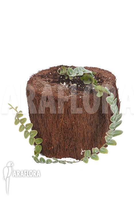 Marcgravia-rectifolia-white-4