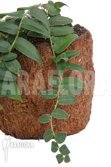 Marcgravia species ‘Colombia’